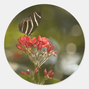 Butterfly on Royal Poinciana Sticker