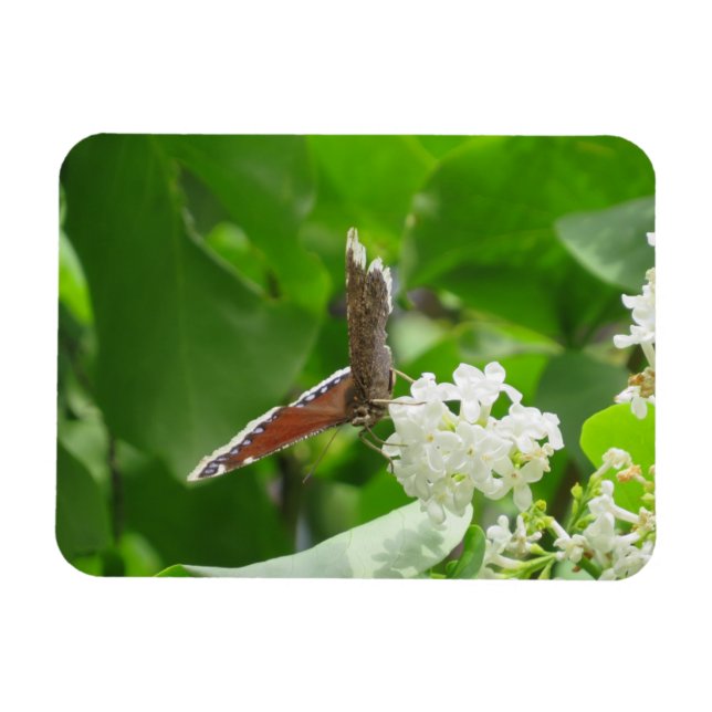 Butterfly on Spring Lilac Magnet (Horizontal)