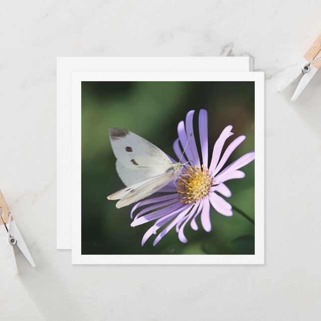 Butterfly on summer flower flat Greeting Card (Front/Back In Situ)