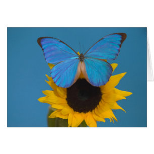 Butterfly on Sunflower