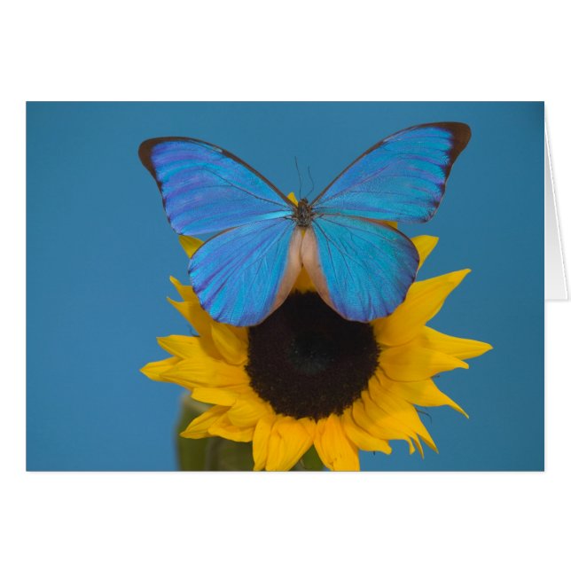 Butterfly on Sunflower (Front Horizontal)
