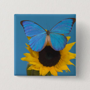 Butterfly on Sunflower 15 Cm Square Badge