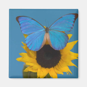 Butterfly on Sunflower Magnet