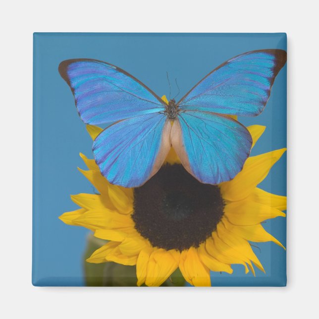 Butterfly on Sunflower Magnet (Front)