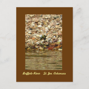 Butterfly on the Buffalo Postcard