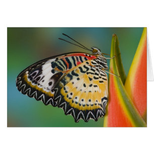 Butterfly on Tropical Flower