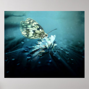 Butterfly on White Blossom Poster