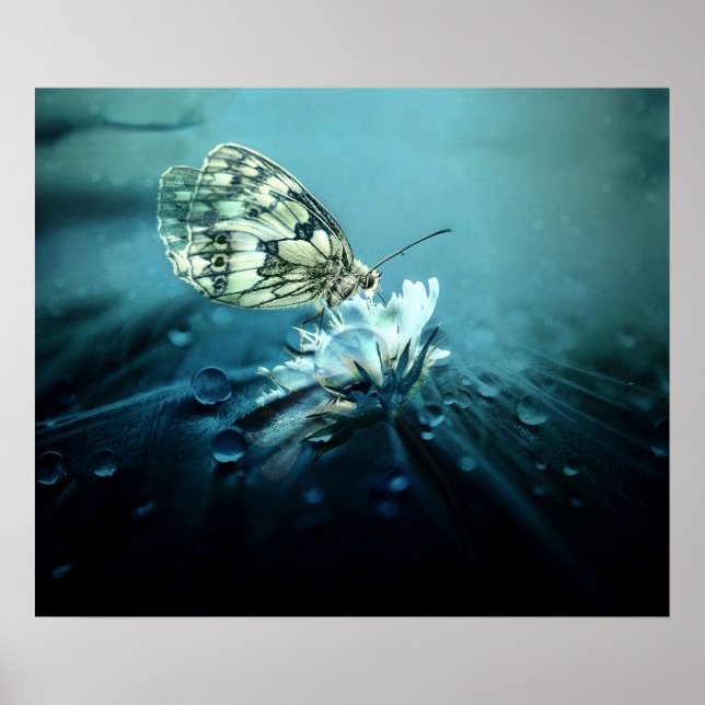 Butterfly on White Blossom Poster (Front)