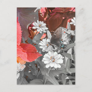 Butterfly on White Flowers with Red Foliage Postcard