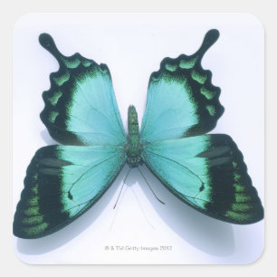 Butterfly on white square sticker