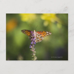 Butterfly on wildflowers postcard