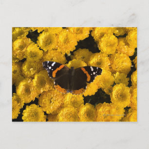Butterfly on yellow asters postcard
