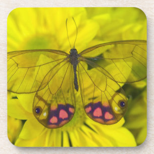 Butterfly on Yellow Coaster