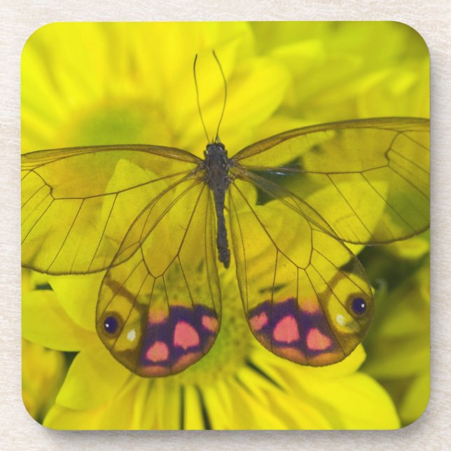 Butterfly on Yellow Coaster (Front)