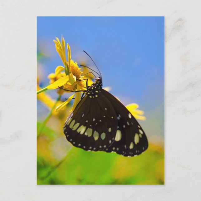 Butterfly on Yellow Flower Postcard (Front)