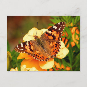 Butterfly on Yellow Flowers Postcard