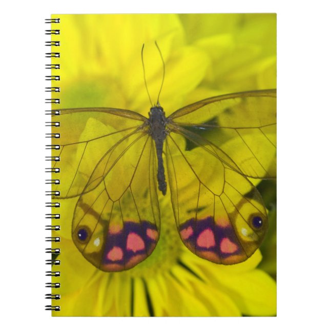 Butterfly on Yellow Notebook (Front)