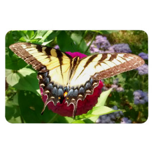 Butterfly on Zinnia Photo Magnet