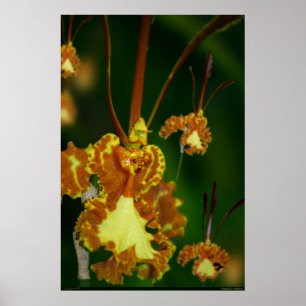 Butterfly Orchid Poster -24x36 -other sizes also