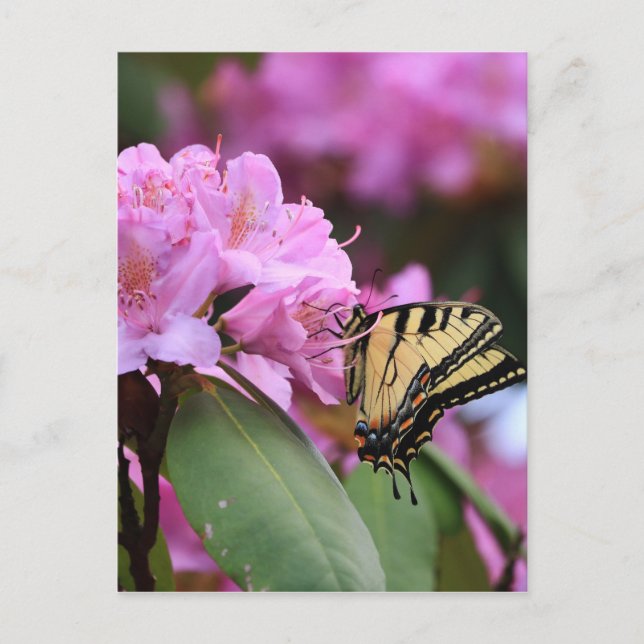 Butterfly Paradise Postcard (Front)
