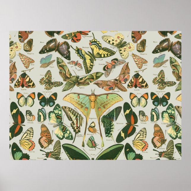 Butterfly Pattern Poster (Front)