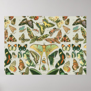 Butterfly Pattern Poster
