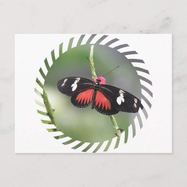Butterfly Photo Design Postcard (Front)