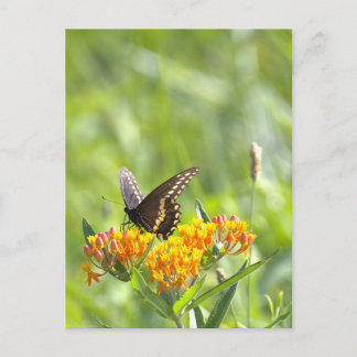 Butterfly Photo Postcard