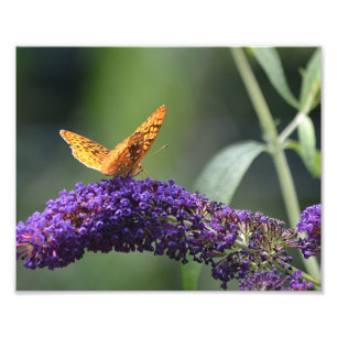 Butterfly Photo Print