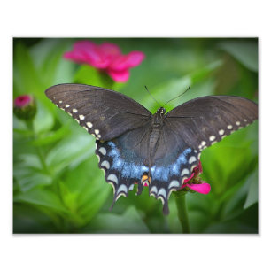 Butterfly Photo Print