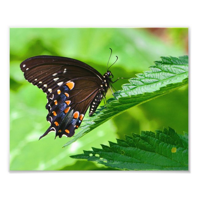 Butterfly Photo Print (Front)