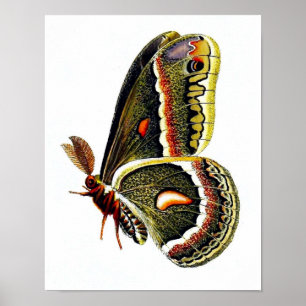 Butterfly Picture 2. Vintage Natural History Print