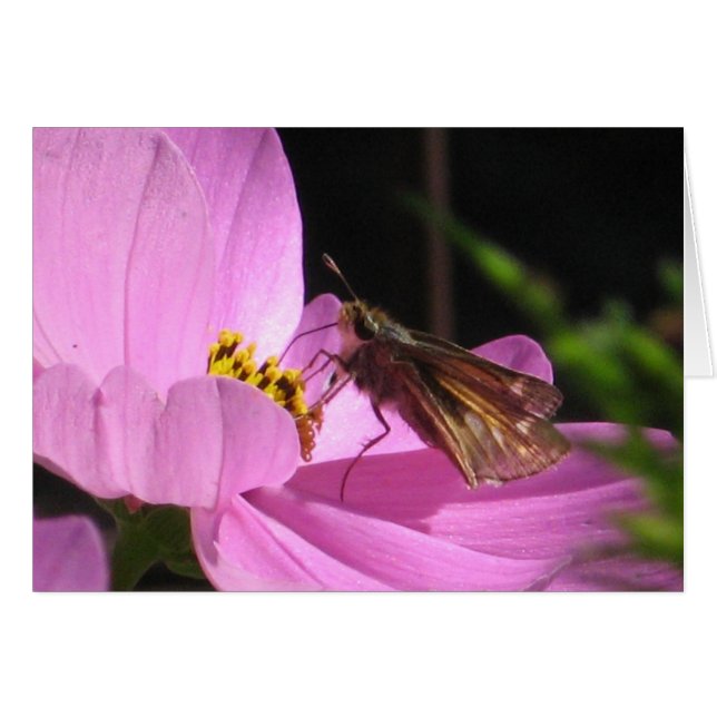 Butterfly Plain Card (Front Horizontal)