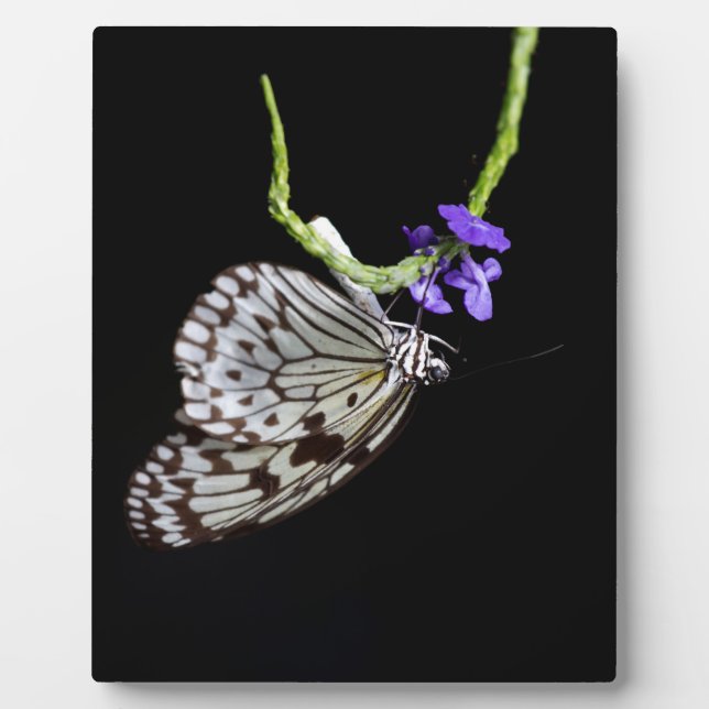 Butterfly Plaque (Front)