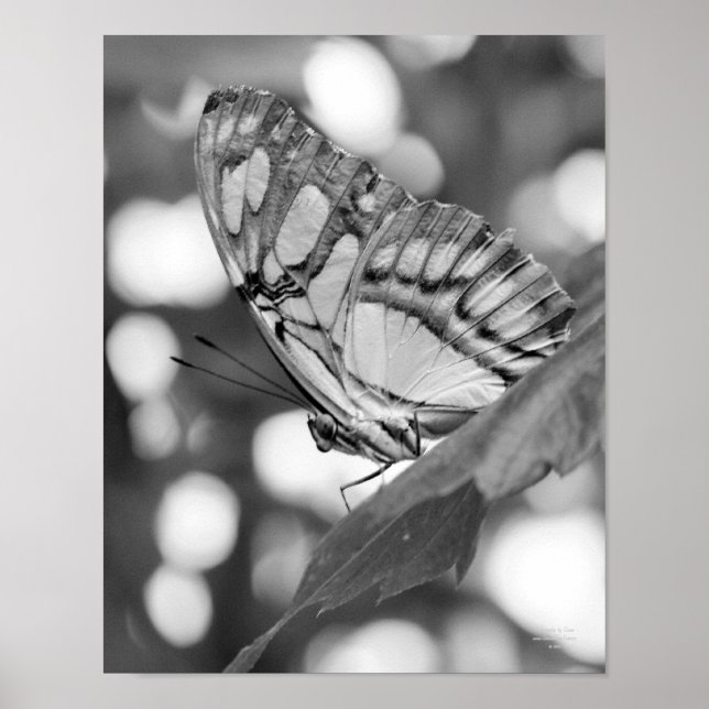 Butterfly Posing Black White Nature Print (Front)