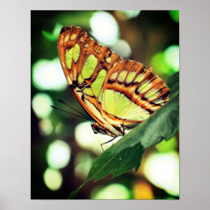 Butterfly Posing Close Up Poster