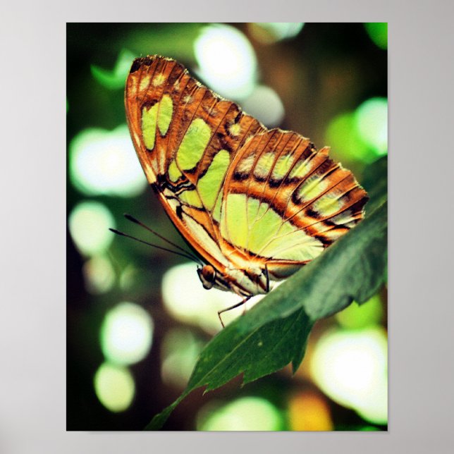 Butterfly Posing Close Up Poster (Front)