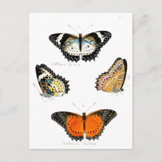 butterfly postcard