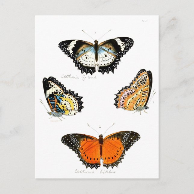 butterfly postcard (Front)
