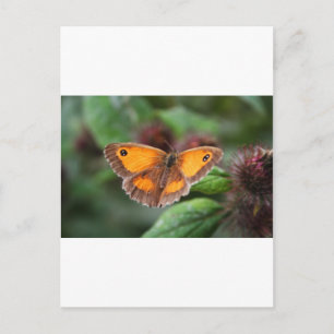 Butterfly Postcard