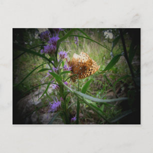 butterfly postcard