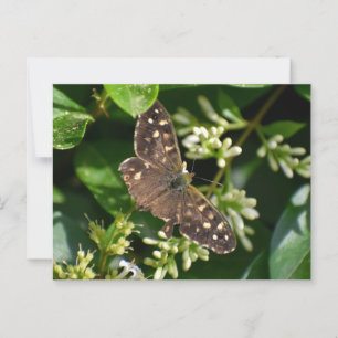 Butterfly Postcard