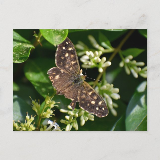 Butterfly Postcard (Front)