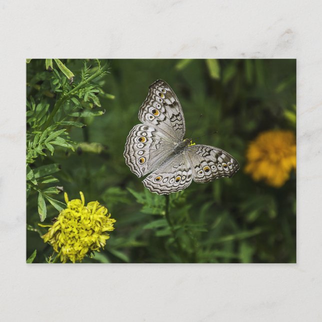 Butterfly postcard (Front)