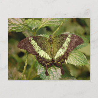 Butterfly Postcard