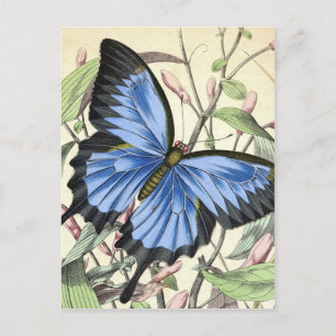 Butterfly Postcard