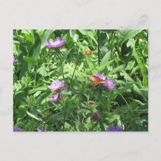 butterfly postcard
