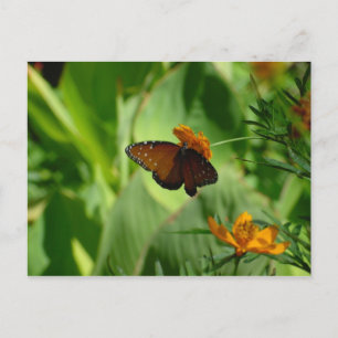 Butterfly Postcard