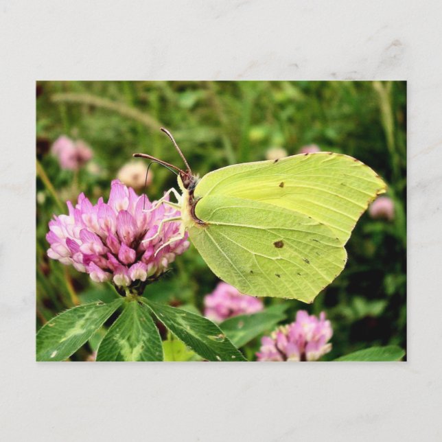 Butterfly Postcard (Front)