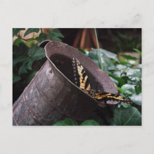 Butterfly Postcard